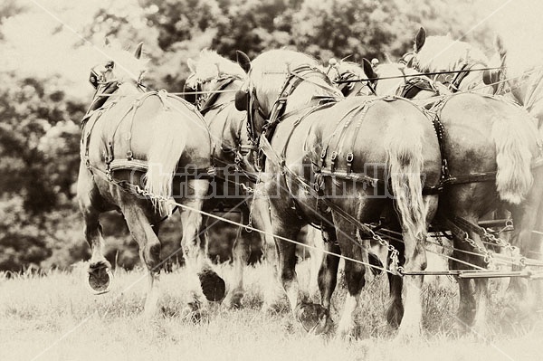 Belgian Horses in Harness