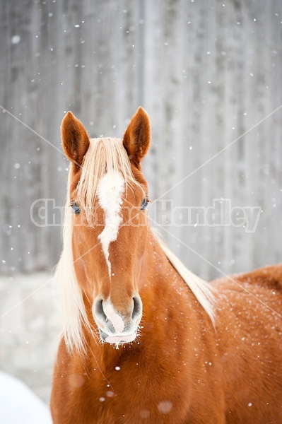 Portrait of a chestnut horse