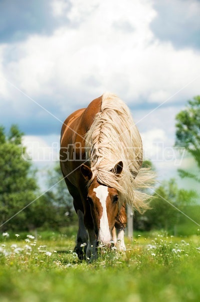 Belgian Draft Horse Grazing in Pasture