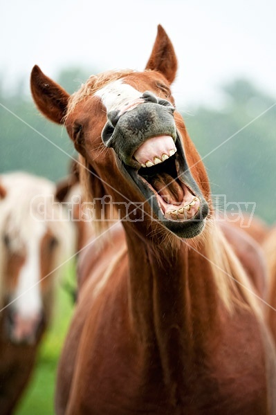 Yearling Belgian draft horse