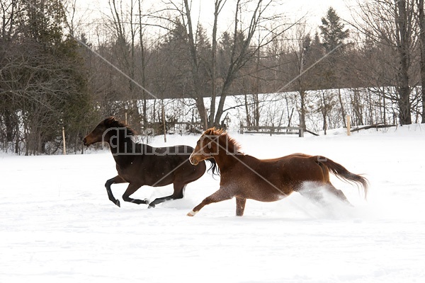 Two horses running and galloping through the deep snow