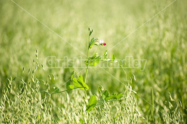 Forage peas or field peas planted with a field of oats