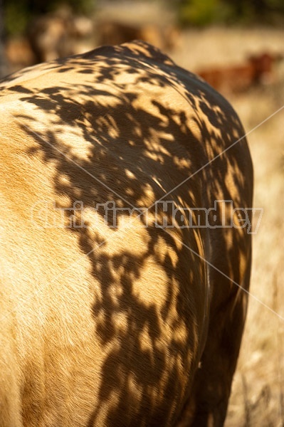 The shadows of leaves on the side of a Charolais cow