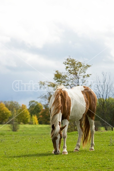 Paint horse grazing on late summer, early autumn pasture