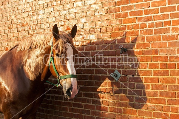 Belgian draft horse tied in wash rack at a fair