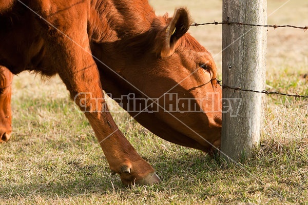 Beef heifer on pasture