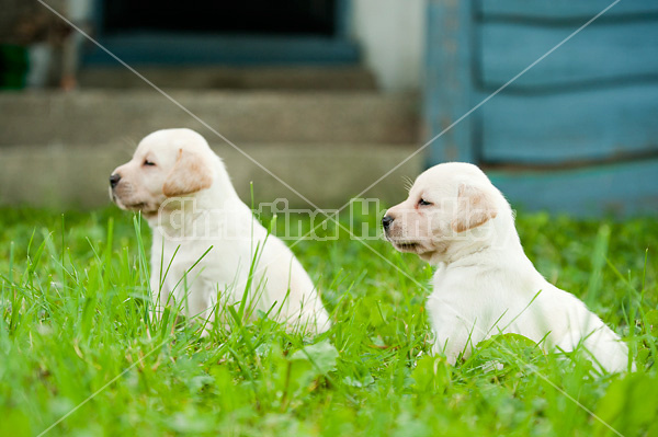 Golden Labrador puppies