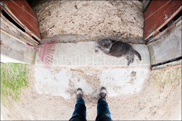 Cat in barn doorway