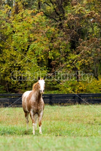 Portrait of Appaloosa horse standing in field