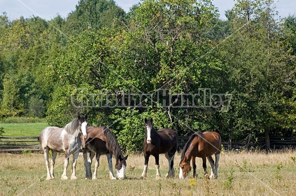 Clydesdale horses on summer pasture.