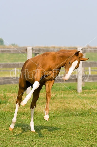 Quarter horse foal