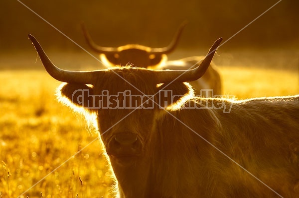 Highland Cow