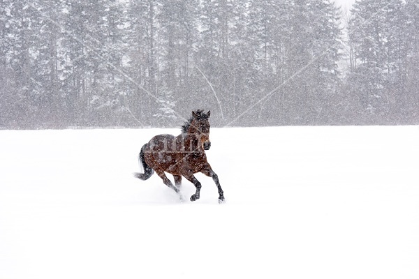 Bay horse galloping in deep snow