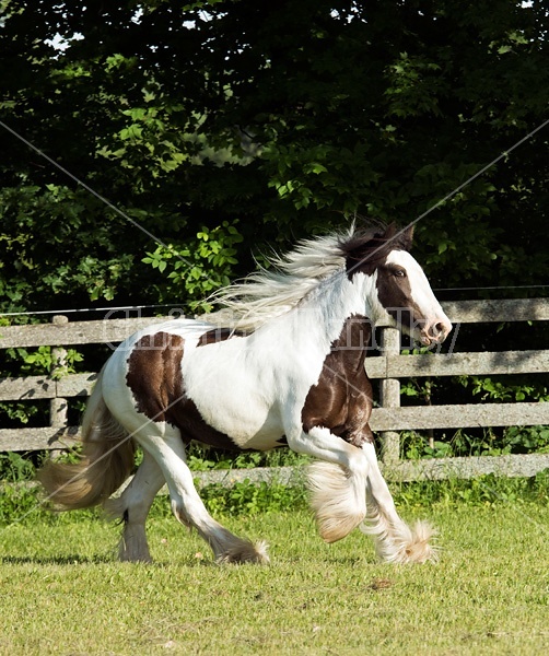 Gypsy horses