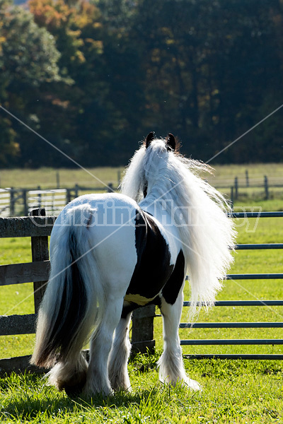 Gypsy Vanner horse