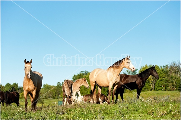 Rocky Mountain Horse