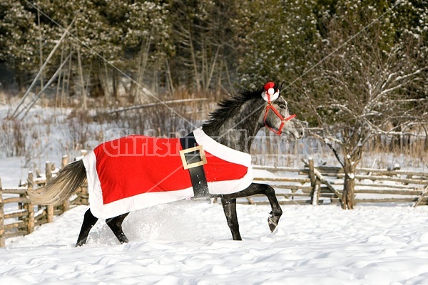 Gray horse wearing Santa Suit