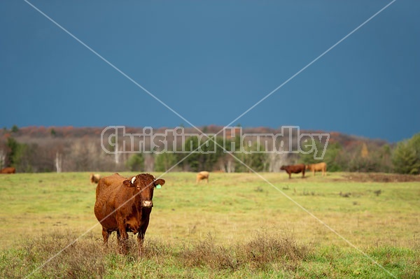 Cattle on Autumn Pasture