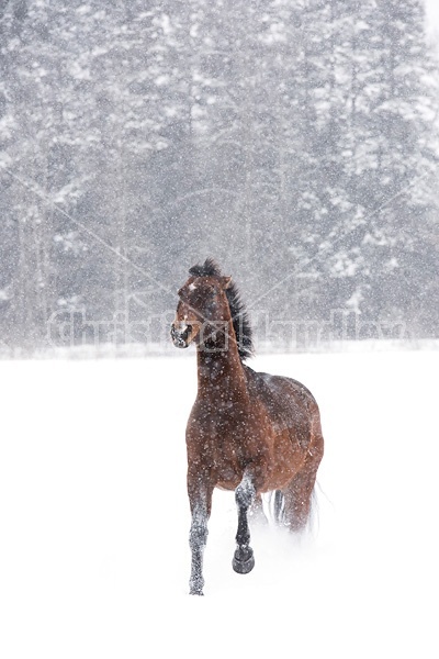 Bay horse galloping in deep snow