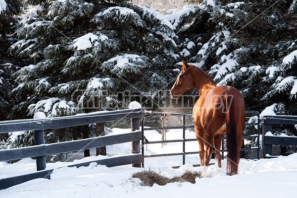 Thoroughbred chestnut horse