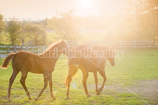 Quarter horse mare and foal