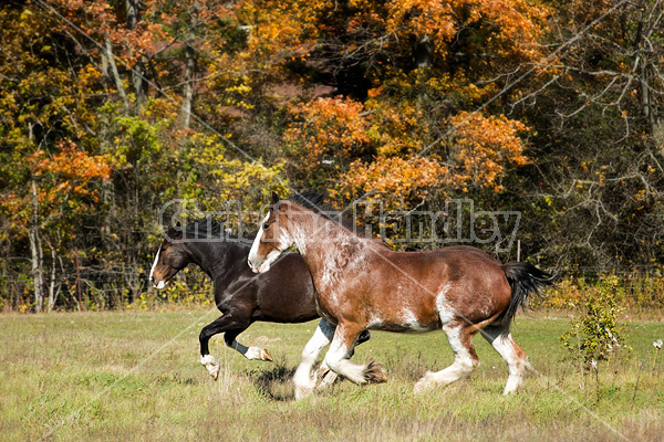 Two horses in the autumn colors