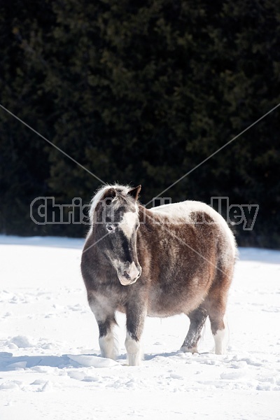 Pony standing in deep snow