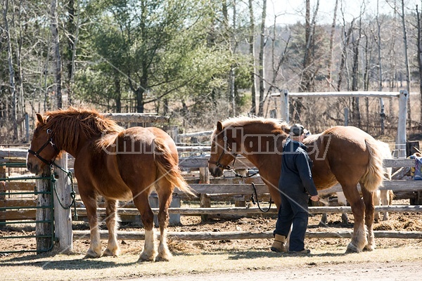 Farmer brushing Belgian horses 