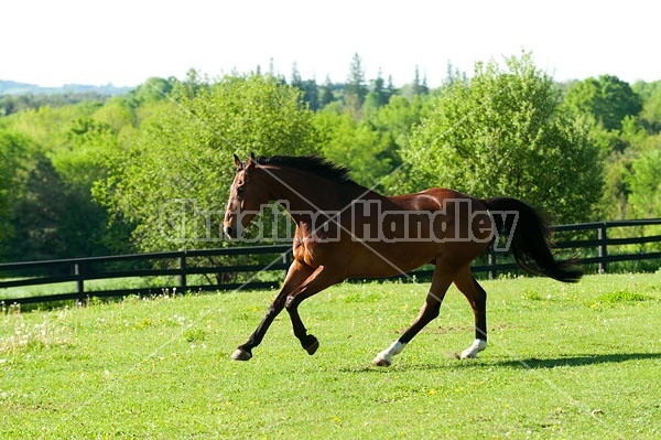 Dutch Warmblood Thoroughbred cross gelding