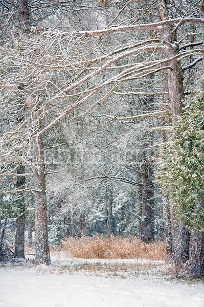 Winter forest scene