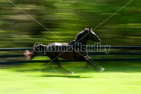 Hanoverian horse galloping around his paddock