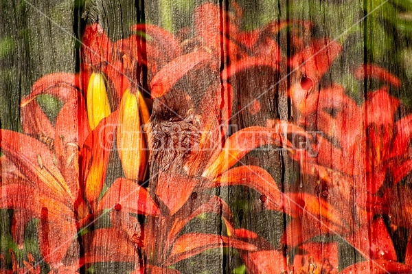 Multiple exposure of red lillies on barn boards