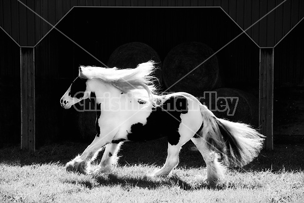 Gypsy Vanner horse