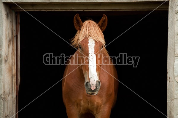 Horse portrait in barn door against natural black background