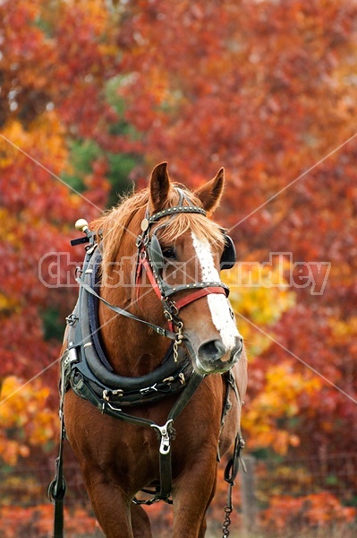 Portrait of a Belgian draft horse in harness