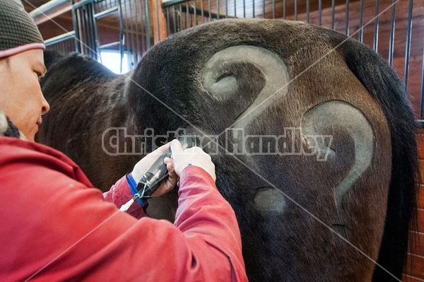 Woman clipping horse