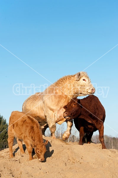 Charolais bull and Angus cow