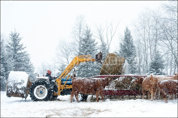 Farmer putting round bales of hay into cattle feeder