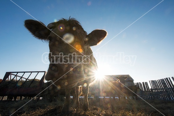 Cows in cattle yard photographed against setting sun