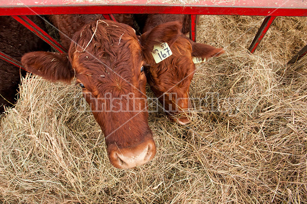 Beef cow eating hay out of feeder