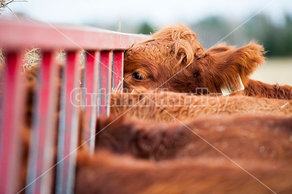 Beef Cows at Hay Feeder