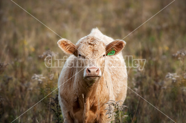 Blonde beef calf