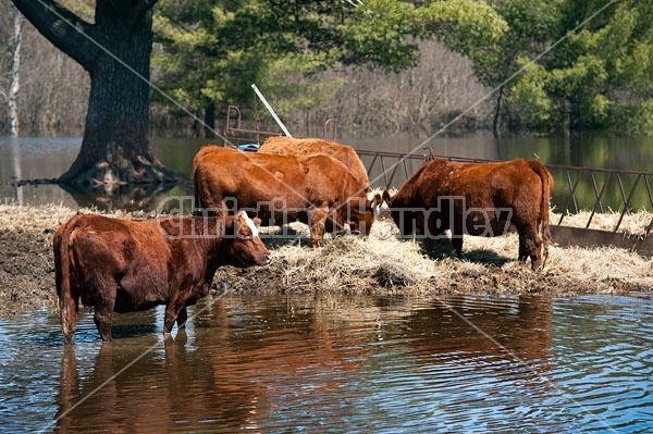 Beef Cows in Flooded field