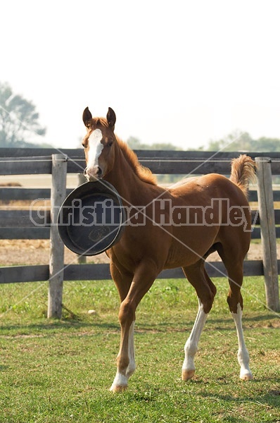 Quarter horse foal