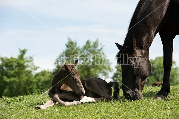 Rocky Mountain Horse mare and foal