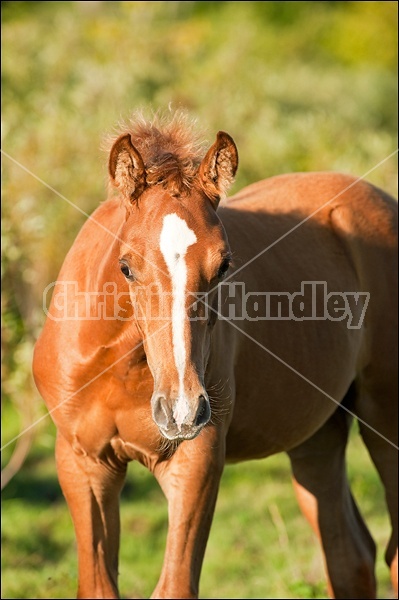 Rocky Mountain Horse