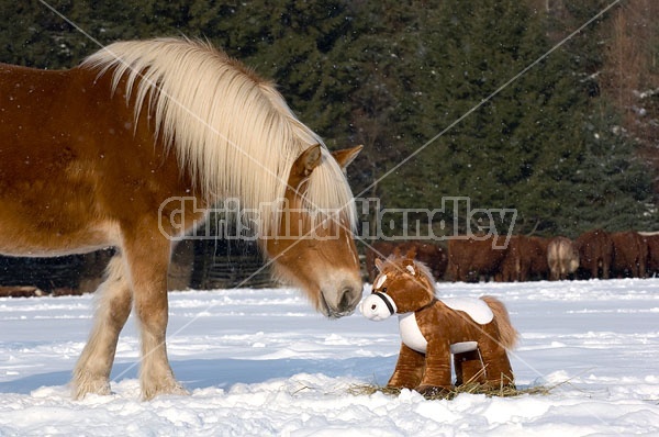 Belgian Draft horse sniffing stuffed horse