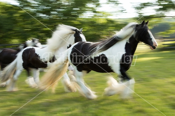 Gypsy horses