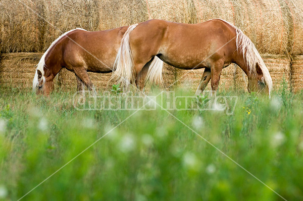 Two Belgian draft horses grazing on summer pasture.