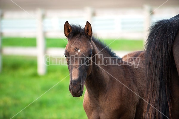 Quarter horse foal